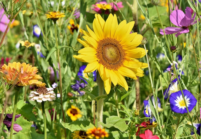 Gardeners sharing tips