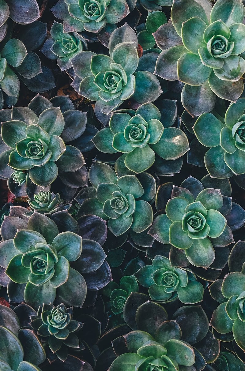 Succulent Varieties